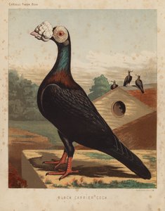 Tauben: Schwarzer Trägerhahn von J. W. (after) Ludlow