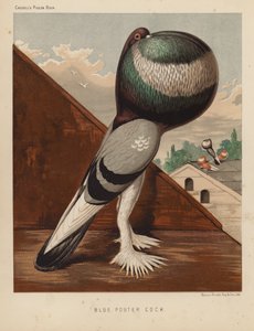 Tauben: Blauer Kropfhahn von J. W. (after) Ludlow