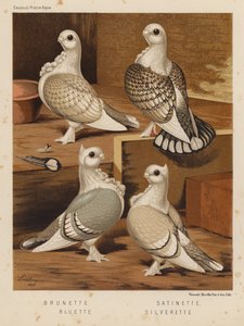 Tauben: Brünette; Satinette; Bluette; Silverette von J. W. (after) Ludlow