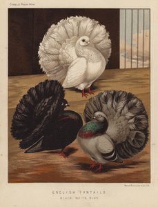 Tauben: Englische Fantails, Schwarz, Weiß, Blau von J. W. (after) Ludlow