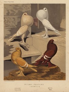 Tauben: Zwergkropftauben; Isabels, Creme, Weiß, Gelb, Rot von J. W. (after) Ludlow
