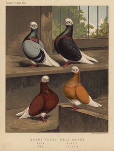 Tauben: Kurzgesichtige Glatzköpfe, Blau, Schwarz, Rot, Gelb von J. W. (after) Ludlow