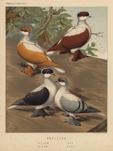 Tauben: Schwalben, Gelb, Rot, Schwarz, Blau