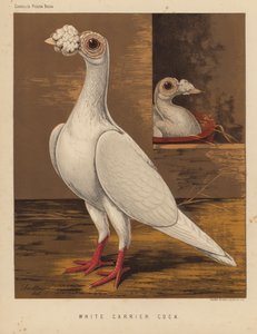 Tauben: Weißer Brieftauben-Hahn von J. W. (after) Ludlow