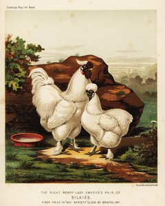 Seidenhuhn oder Seidenhuhn Hahn und Henne