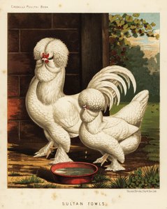 Sultan-Hühner, Gallus gallus domesticus
