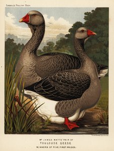 Toulouser Gänse mit Kehllappen, Hahn und Henne