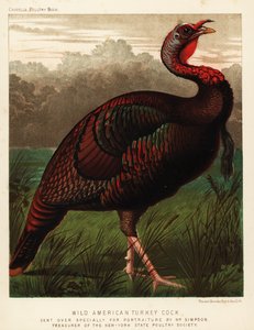 Wilder amerikanischer Truthahn, Meleagris gallopavo