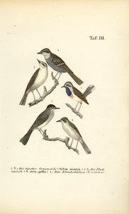 Sperbergrasmücke, Mönchsgrasmücke und Blaukehlchen von J. W. Tenhaeff