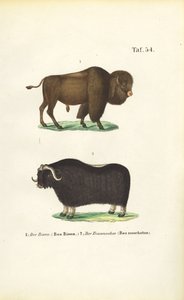Bison und Moschusochse