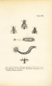Stechende und blutsaugende Fliegen von J. W. Tenhaeff