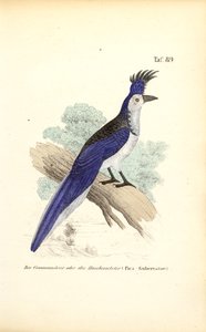 Blauhaubenhäher