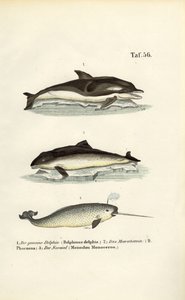 Delfine und Narwal