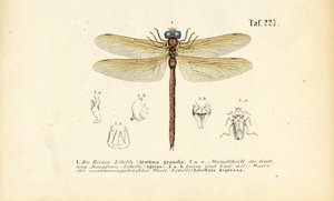 Libellen mit ihren Mundwerkzeugen und Larven