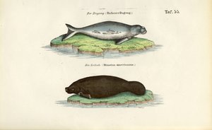 Dugong und Seekuh