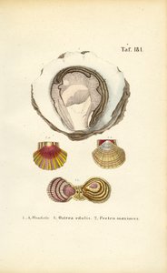 Essbare Austern und Jakobsmuscheln