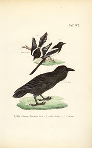 Elster und Kolkrabe von J. W. Tenhaeff