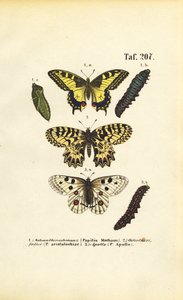 Europäische Schmetterlinge mit Raupen und Puppen von J. W. Tenhaeff