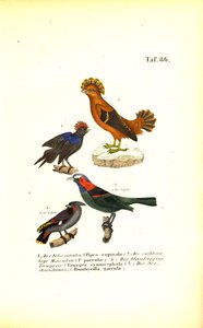 Exotische Singvögel aus Südamerika von J. W. Tenhaeff