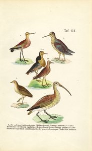 Uferschnepfen, Kampfläufer und Brachvögel von J. W. Tenhaeff