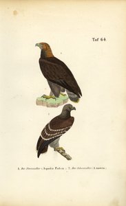 Steinadler und Schreiadler von J. W. Tenhaeff
