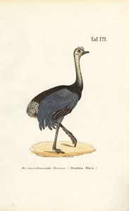 Großer Nandu von J. W. Tenhaeff