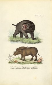 Flusspferd und Warzenschwein