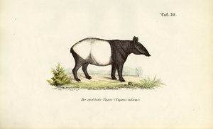 Malaiischer Tapir