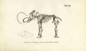 Mammut-Skelett