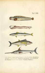 Meeresfische europäischer Gewässer von J. W. Tenhaeff