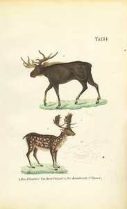Elch und Damhirsch von J. W. Tenhaeff