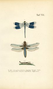 Einheimische Libellenarten mit Larvenentwicklung