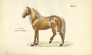 Edles Pferd von J. W. Tenhaeff