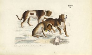 Bernhardinerhunde bei der Rettung