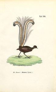 Prachtleierschwanz von J. W. Tenhaeff