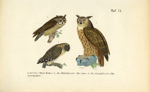 Drei Eulenarten mit Federohren von J. W. Tenhaeff