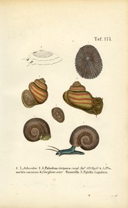 Verschiedene Süßwasser- und Napfschnecken von J. W. Tenhaeff