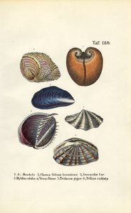 Verschiedene Meeresmuscheln