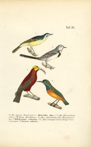 Bachstelzen und exotische Sonnenvögel von J. W. Tenhaeff