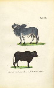 Zebu und Büffel