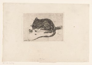 Maus