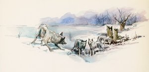 Wolfsrudel, aus dem Abenteuerroman 