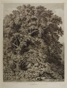 Sophora von Jacob Philippe Hackert