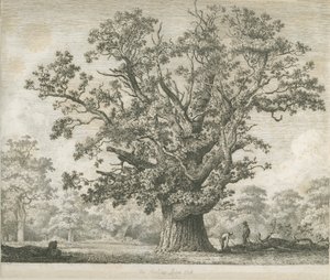 Needwood - Swilcar Eiche von Jacob George Strutt