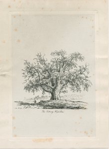 Tutbury - "Wych Elm": Gravur von Jacob George Strutt