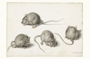 Vier Studien einer kranken Maus