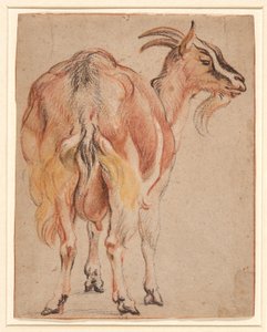 Ziege, ca. 1657 von Jacob Jordaens
