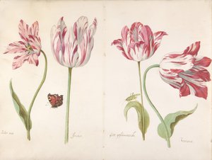 Vier Tulpen: Boter man Butter Man, Joncker Edelmann, Grote geplumaceerde