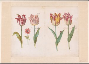 Blatt aus einem Tulpenbuch