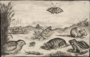 Kleine Tiere und Insekten: Heuschrecke, Schmetterling, Feldmaus, Rebhuhn, Biene, Schnecke, Maulwurf und Frosch